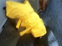 Roscoe in Rain 1