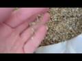 Breeding Part 5 & 6