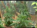 Marijuana grow room 2