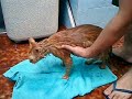 banho no gato 2