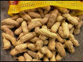 the luckiest nut in the world