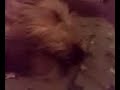 humphrey