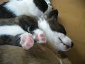 Puppy 20080331 Cardigan Welsh Corgi 1