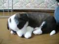Puppy 20080331 Cardigan Welsh Corgi 1
