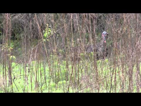 Day 3 2012 Osceola Turkey Hunt