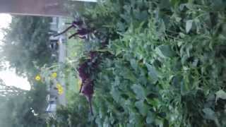 UVPCGG visits White River Boys Academy Permaculture Garden