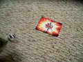 Hamster playing Bakugan