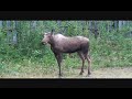 Affordable Alaska Fishing with Funny Moose Lodge