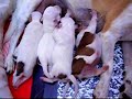 cachorros de quiltro