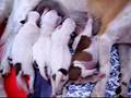 cachorros de quiltro