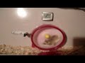 Video Vorschau