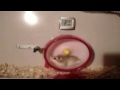 hamster vr6