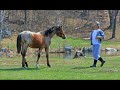 sweetheartan-angel-in-sorrel.html