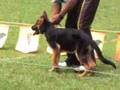 Cachorras 3-4 meses Cali R Caputi 10 07