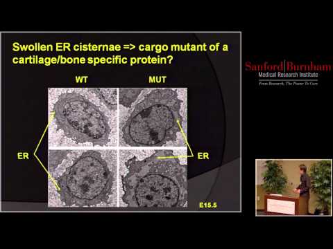 Patrick Smits, Ph.D. – Membrane Trafficking