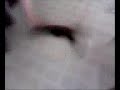breakdance kitty! breakdance kitty!