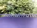 T.I.T.O jumping into Bush