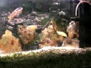 Mbuna's