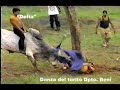 rurrenabaque jocheo de toros