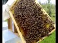 Les abeilles