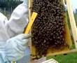 Les abeilles