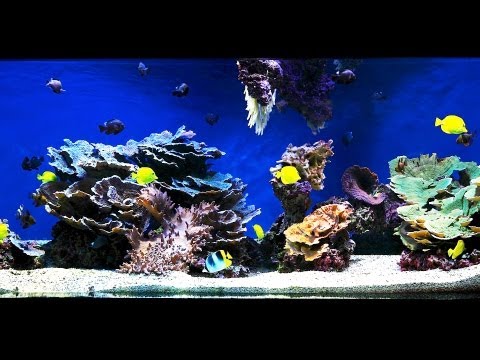 how to care saltwater aquarium