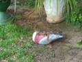 videos de Caught out
