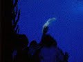 This is the Sea Jelly Spectacular in...