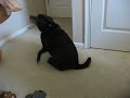 funny video of my dog spinning around on his butt. i dunno if he has an itch or he's just diggin the old skool manson.