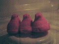 Marshmallow Peeps explode in a microwave oven. Here's what actually happens to the Peeps. Way cool.