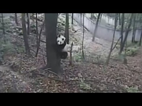 Terrified pandas panic as earthquake hits China: CCTV