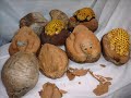 ARTESANATO EM COCO ARTUR RJ