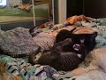 kitten love