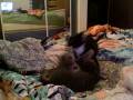 kitten love