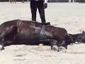 Friesians