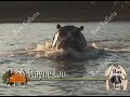 Hippopotamus bowhunting