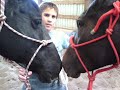 Phoenix Equine Rescue and Rehabilitation Center