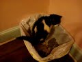 Cat Pooping