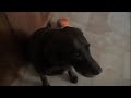 This Is Sparta Dog Version
