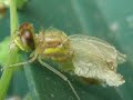 libellule naissance libellule naissance