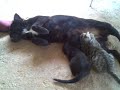 Una Cagna Che allata dei Gattini Una Cagna Che allata dei Gattini