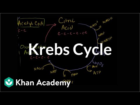 Krebs / Citric Acid Cycle