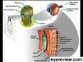 Macular Degeneration Research
