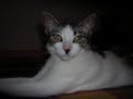 Mi gata hermosa