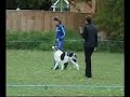 Dog Obedience - Heelwork