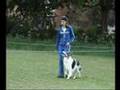 Dog Obedience - Heelwork