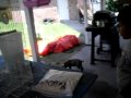 How To Catch Some Chickadees!
