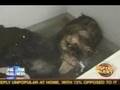 The Big foot hoax