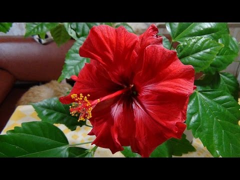 Уход за гибискусом Уход за гибискусом