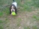 Bivens Bassets 10-02-07
